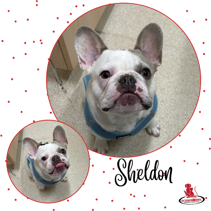 Oconomowoc Animal Hospital - Oconomowoc, WI