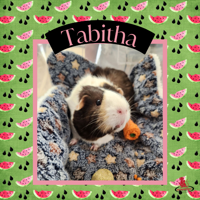 Oconomowoc Animal Hospital - Oconomowoc, WI