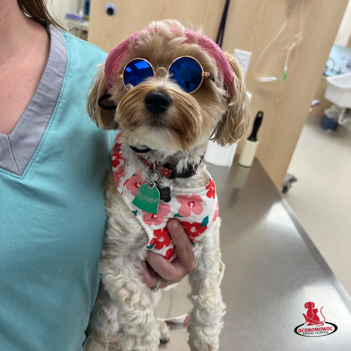 Oconomowoc Animal Hospital - Oconomowoc, WI