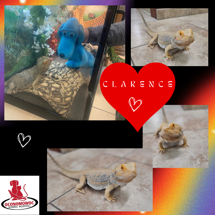 Oconomowoc Animal Hospital - Oconomowoc, WI