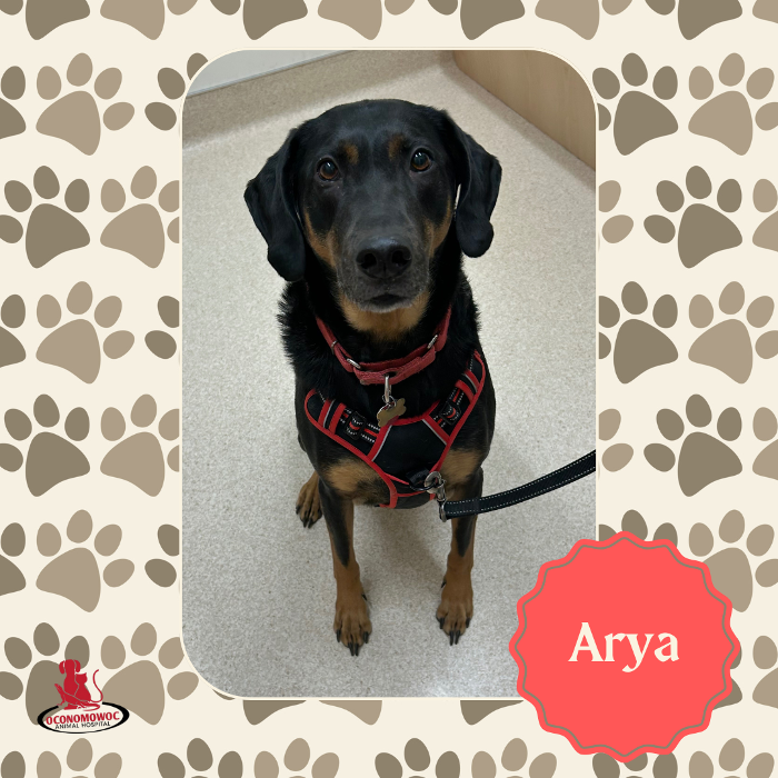 Oconomowoc Animal Hospital - Oconomowoc, WI