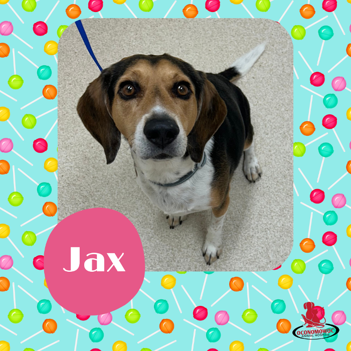 Oconomowoc Animal Hospital - Oconomowoc, WI