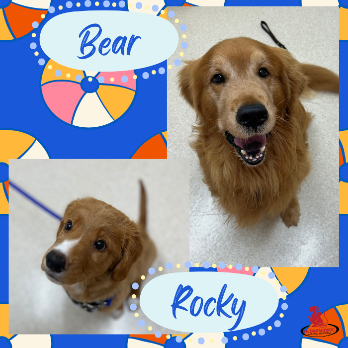 Oconomowoc Animal Hospital - Oconomowoc, WI