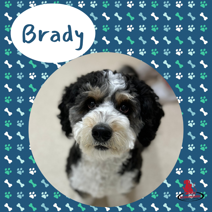 Oconomowoc Animal Hospital - Oconomowoc, WI