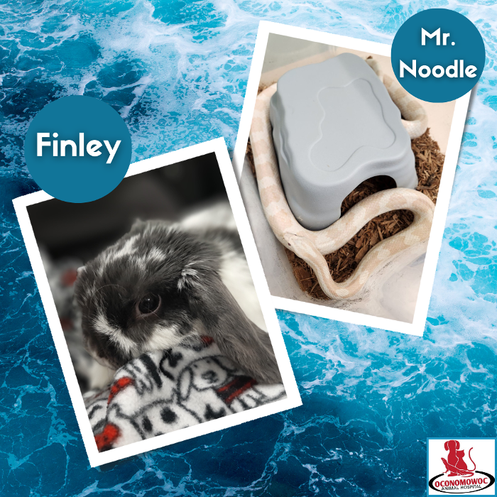 Oconomowoc Animal Hospital - Oconomowoc, WI