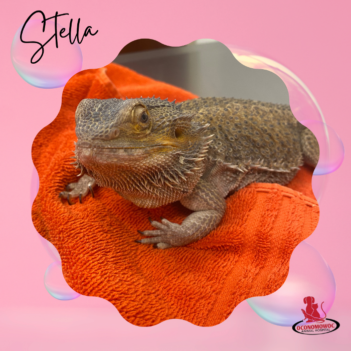 Oconomowoc Animal Hospital - Oconomowoc, WI