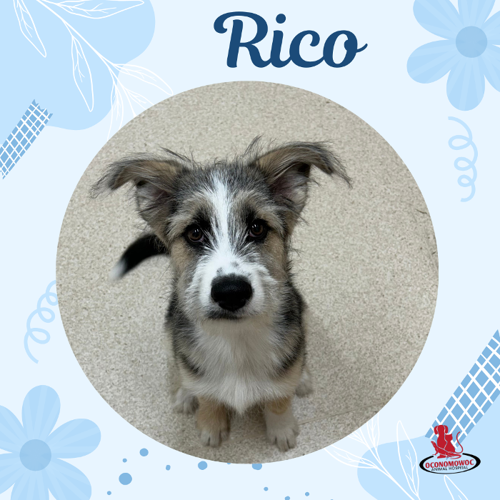 Oconomowoc Animal Hospital - Oconomowoc, WI