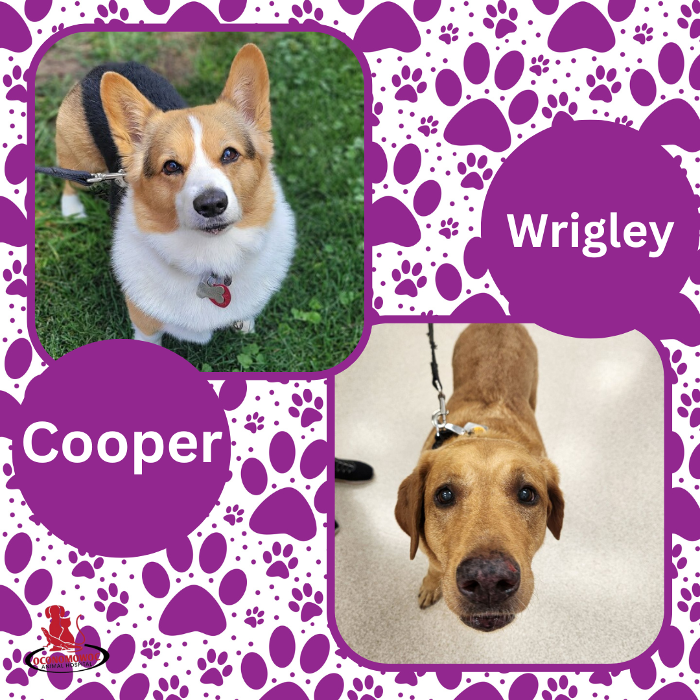 Oconomowoc Animal Hospital - Oconomowoc, WI