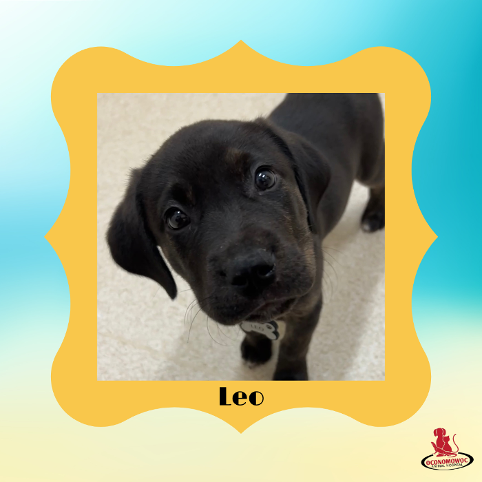 Oconomowoc Animal Hospital - Oconomowoc, WI