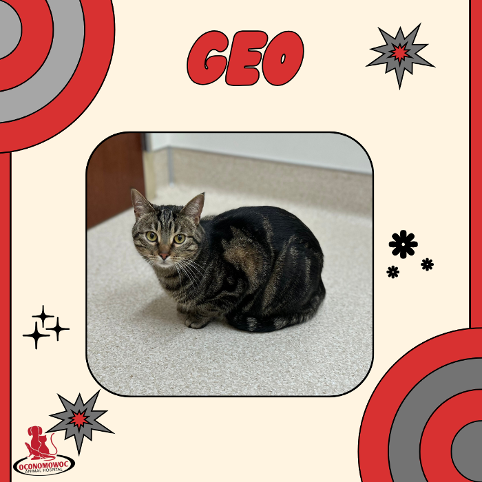 Oconomowoc Animal Hospital - Oconomowoc, WI