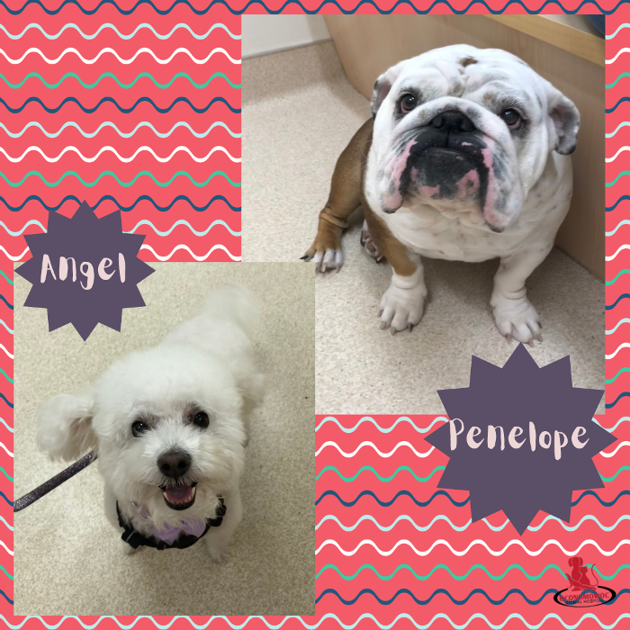 Oconomowoc Animal Hospital - Oconomowoc, WI