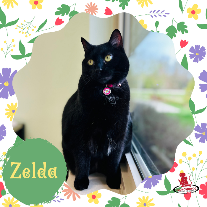 Oconomowoc Animal Hospital - Oconomowoc, WI