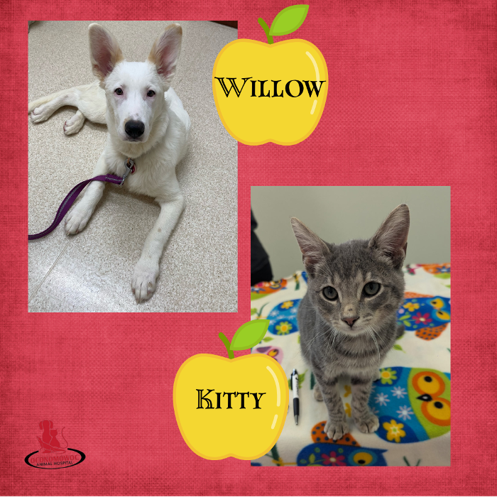 Oconomowoc Animal Hospital - Oconomowoc, WI