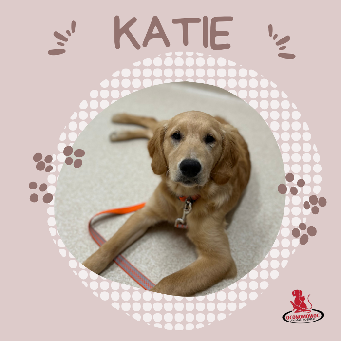 Oconomowoc Animal Hospital - Oconomowoc, WI