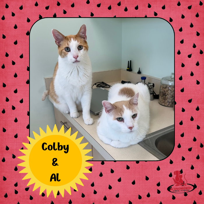 Oconomowoc Animal Hospital - Oconomowoc, WI