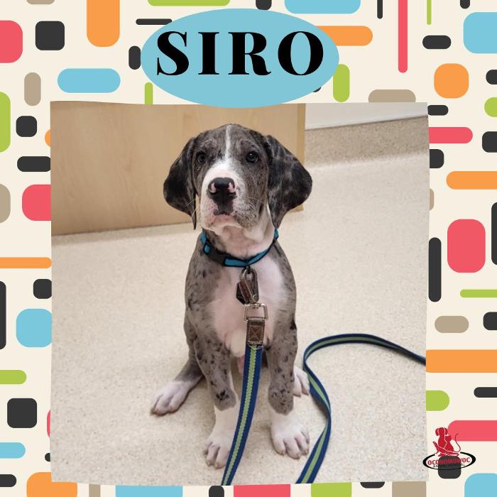 Oconomowoc Animal Hospital - Oconomowoc, WI