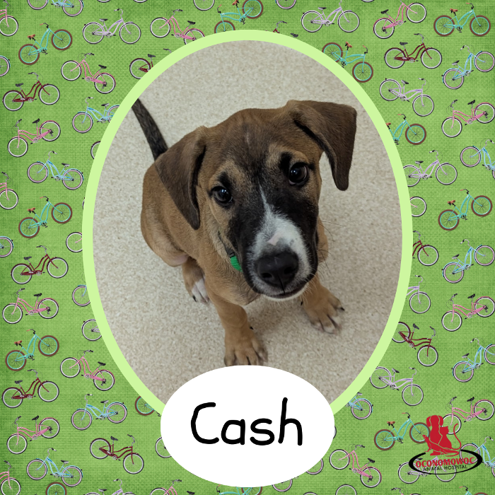 Oconomowoc Animal Hospital - Oconomowoc, WI