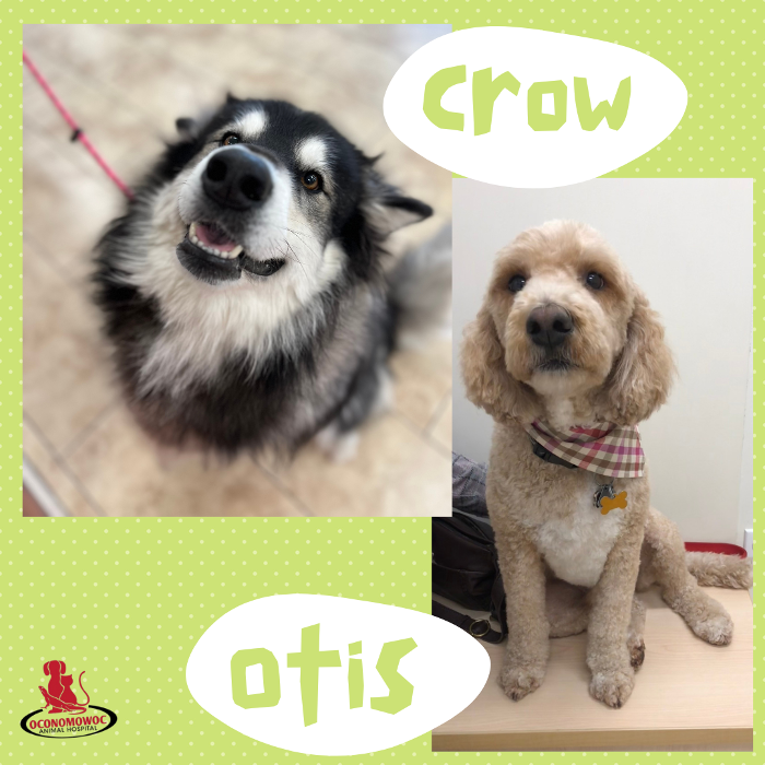 Oconomowoc Animal Hospital - Oconomowoc, WI