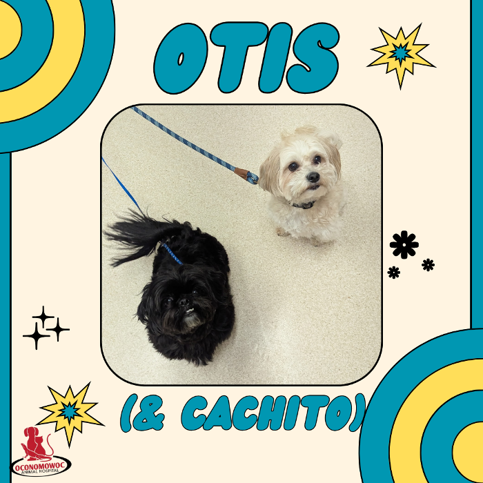 Oconomowoc Animal Hospital - Oconomowoc, WI