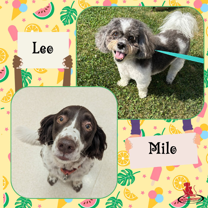 Oconomowoc Animal Hospital - Oconomowoc, WI