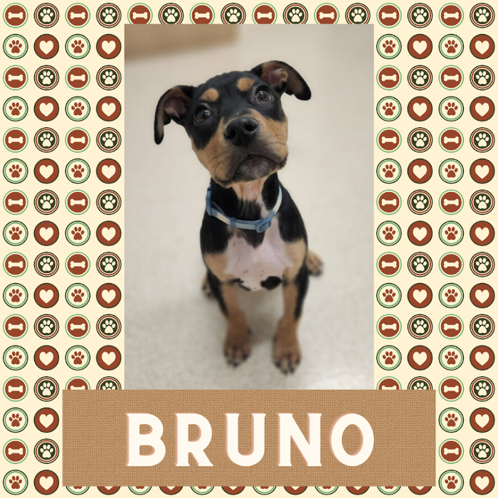 Oconomowoc Animal Hospital - Oconomowoc, WI