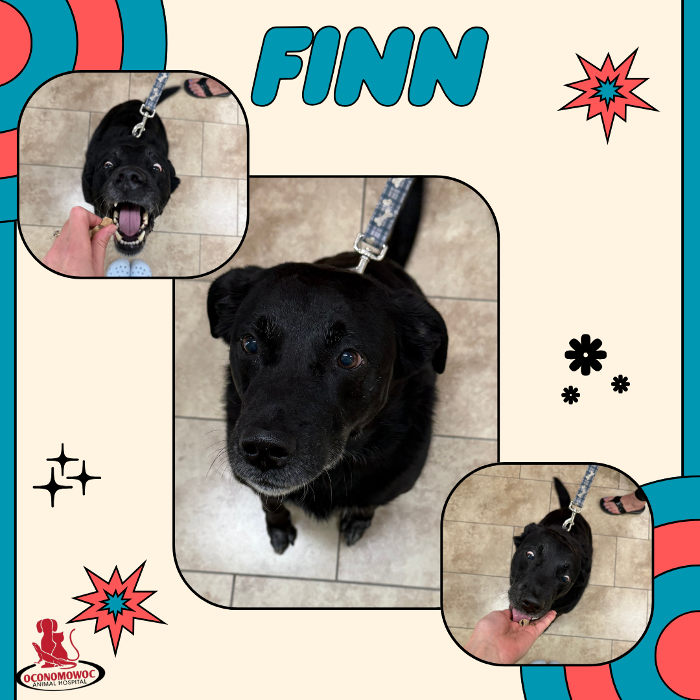 Oconomowoc Animal Hospital - Oconomowoc, WI