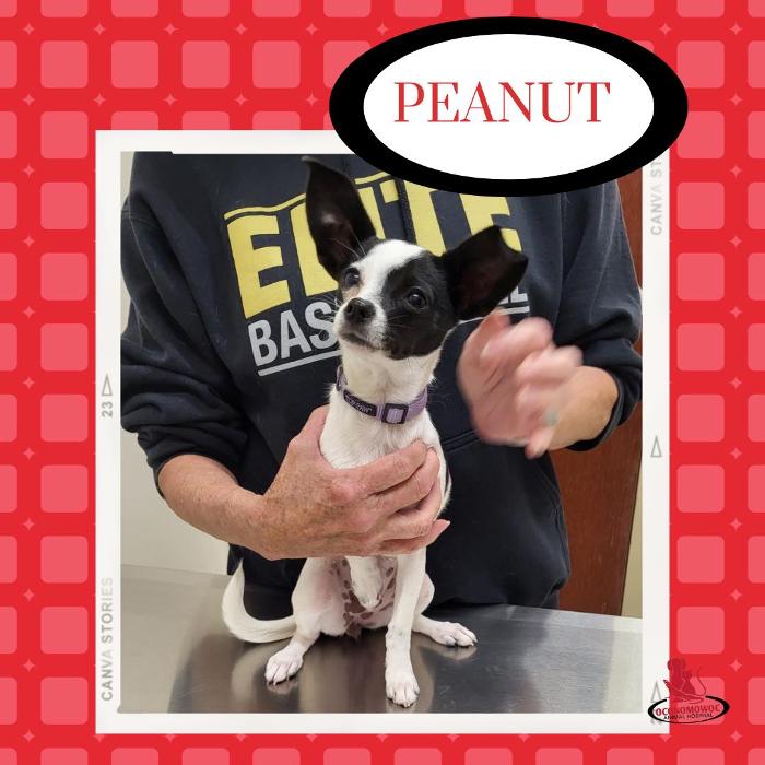 Oconomowoc Animal Hospital - Oconomowoc, WI