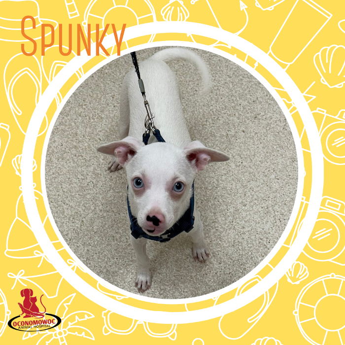 Oconomowoc Animal Hospital - Oconomowoc, WI