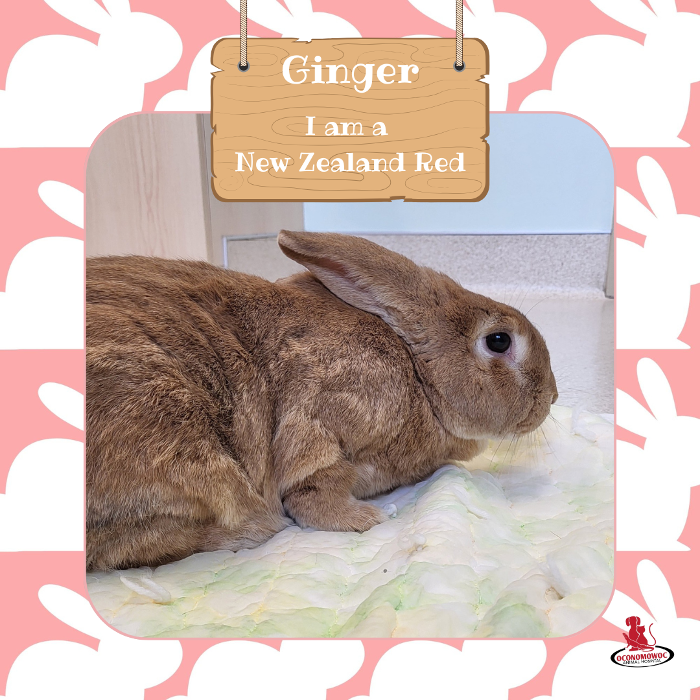 Oconomowoc Animal Hospital - Oconomowoc, WI