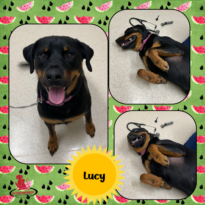 Oconomowoc Animal Hospital - Oconomowoc, WI