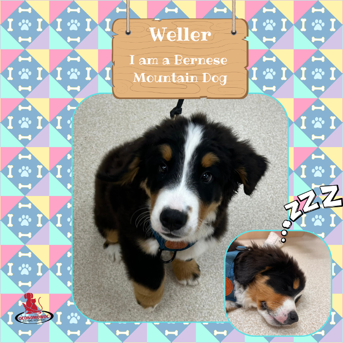 Oconomowoc Animal Hospital - Oconomowoc, WI