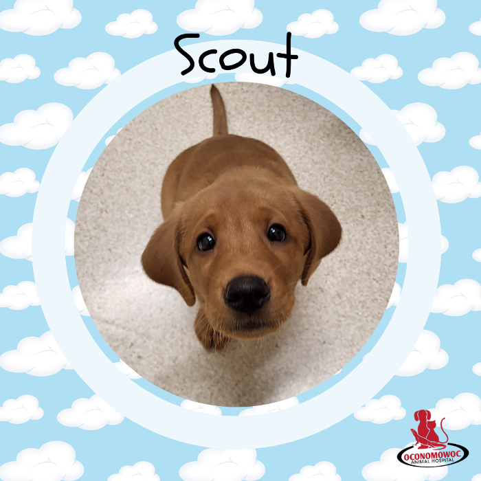 Oconomowoc Animal Hospital - Oconomowoc, WI