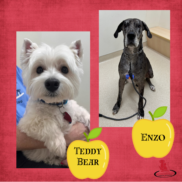 Oconomowoc Animal Hospital - Oconomowoc, WI