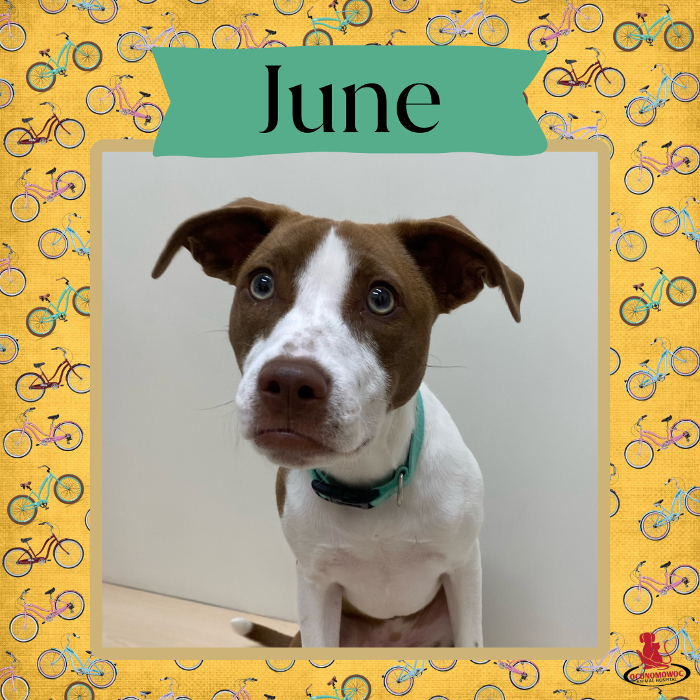 Oconomowoc Animal Hospital - Oconomowoc, WI