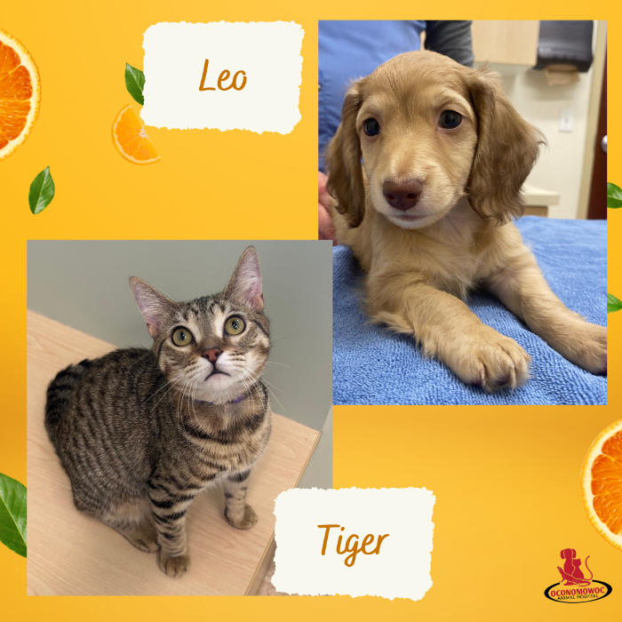 Oconomowoc Animal Hospital - Oconomowoc, WI