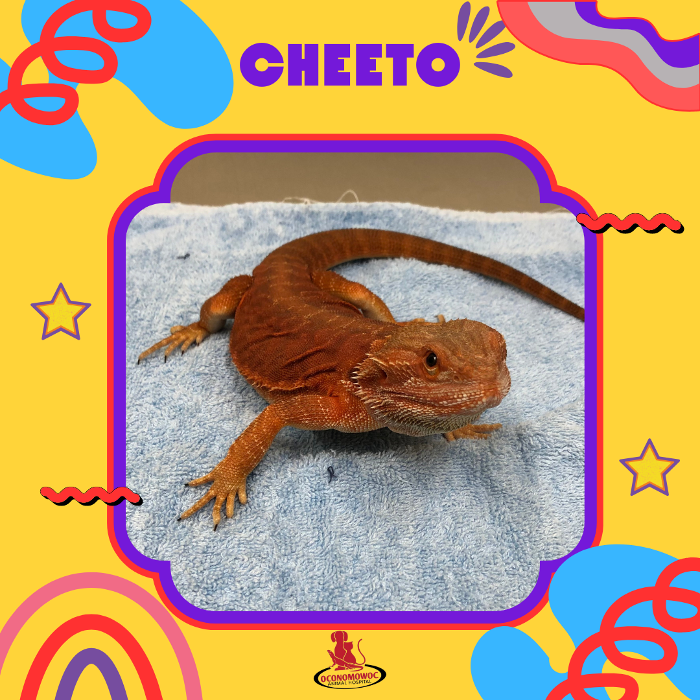 Oconomowoc Animal Hospital - Oconomowoc, WI