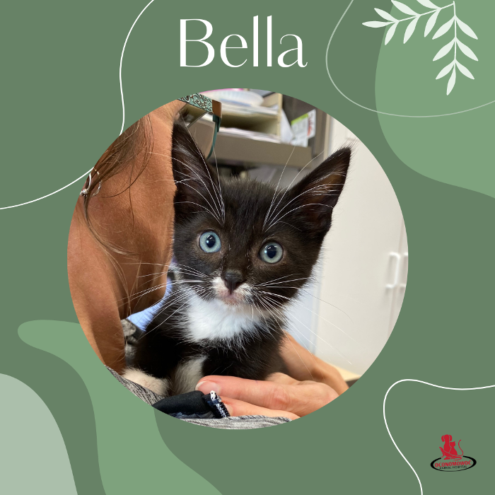 Oconomowoc Animal Hospital - Oconomowoc, WI