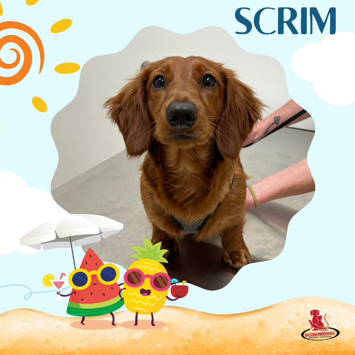 Oconomowoc Animal Hospital - Oconomowoc, WI