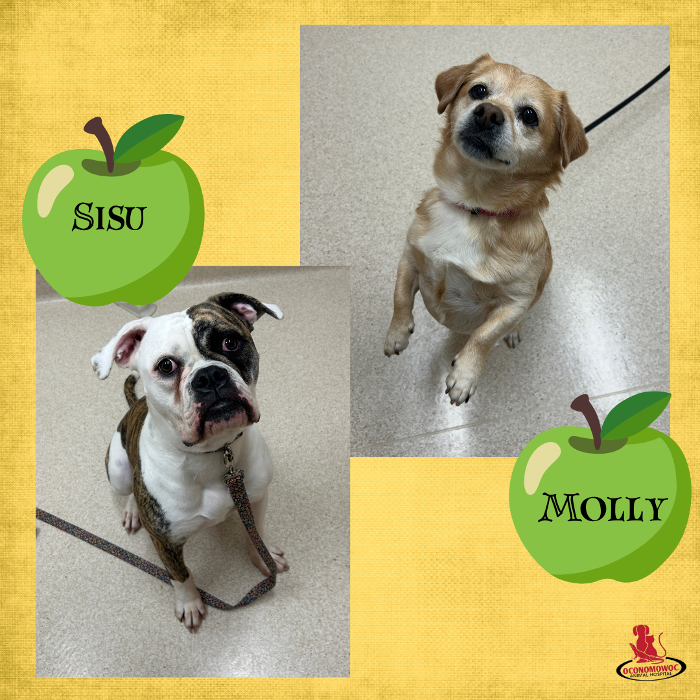 Oconomowoc Animal Hospital - Oconomowoc, WI