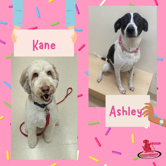 Oconomowoc Animal Hospital - Oconomowoc, WI