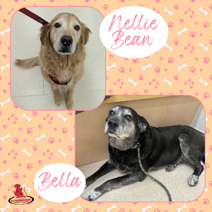 Oconomowoc Animal Hospital - Oconomowoc, WI