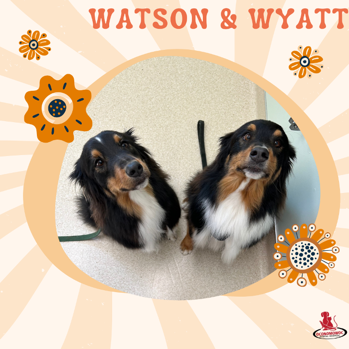 Oconomowoc Animal Hospital - Oconomowoc, WI