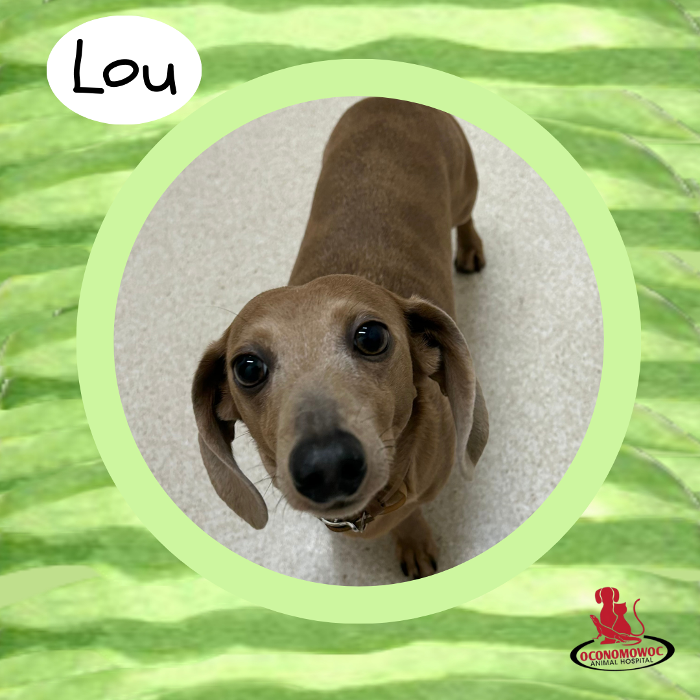 Oconomowoc Animal Hospital - Oconomowoc, WI