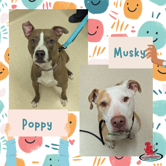 Oconomowoc Animal Hospital - Oconomowoc, WI