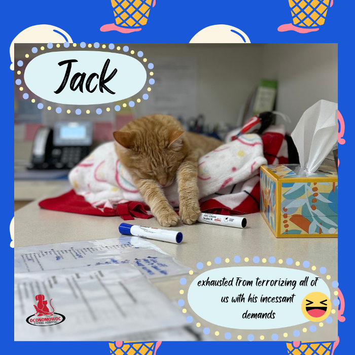 Oconomowoc Animal Hospital - Oconomowoc, WI