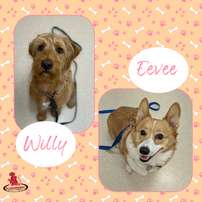 Oconomowoc Animal Hospital - Oconomowoc, WI