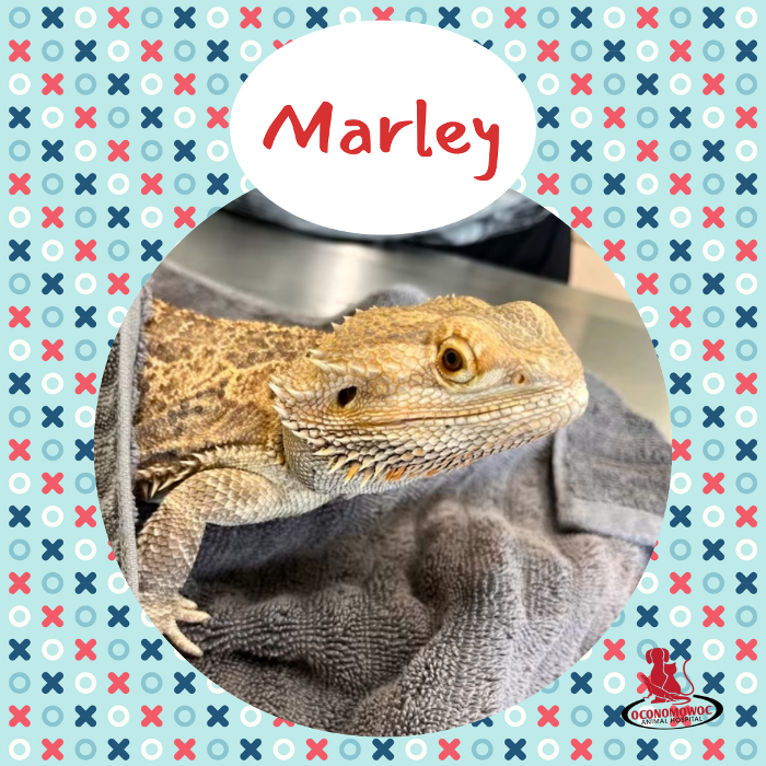 Oconomowoc Animal Hospital - Oconomowoc, WI