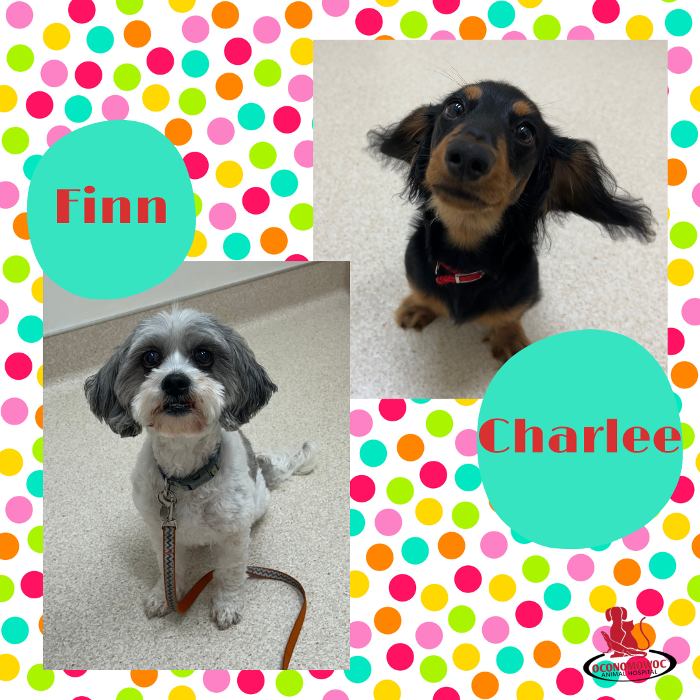 Oconomowoc Animal Hospital - Oconomowoc, WI