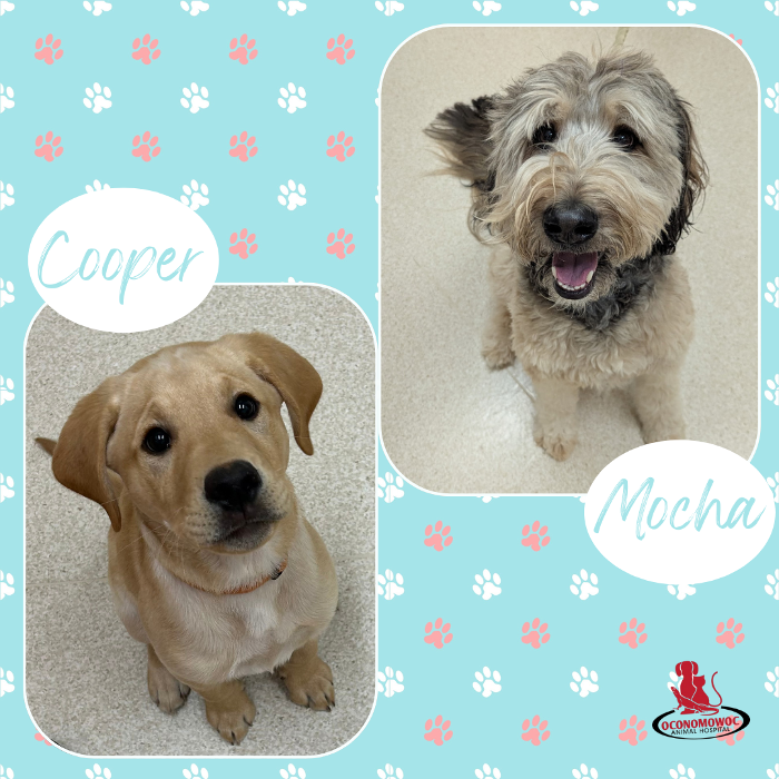 Oconomowoc Animal Hospital - Oconomowoc, WI