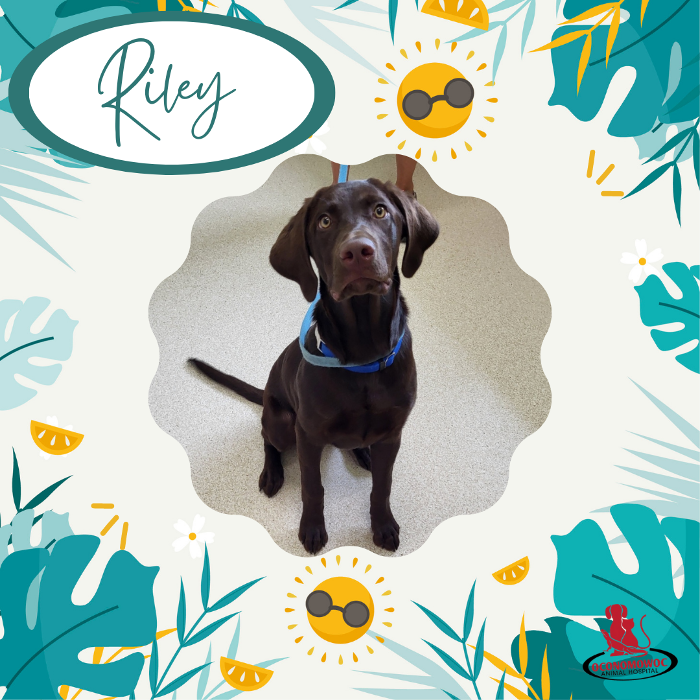 Oconomowoc Animal Hospital - Oconomowoc, WI